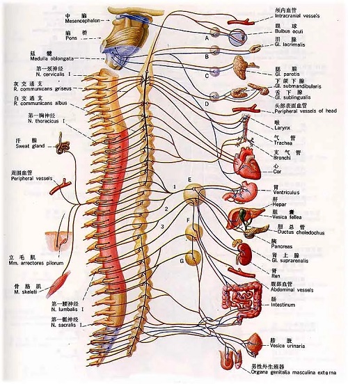 脊柱,脏腑,正骨,锤疗