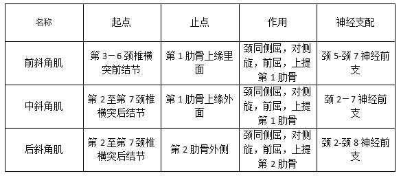 李华锤疗,锤正疗法,斜角肌