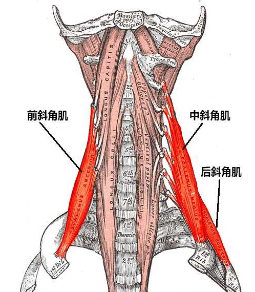 李华锤疗,锤正疗法,斜角肌